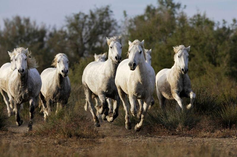 Chevaux Camarguais en liberté