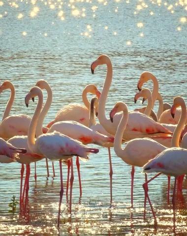 Observation des flamands roses en Camargue au départ de Junas